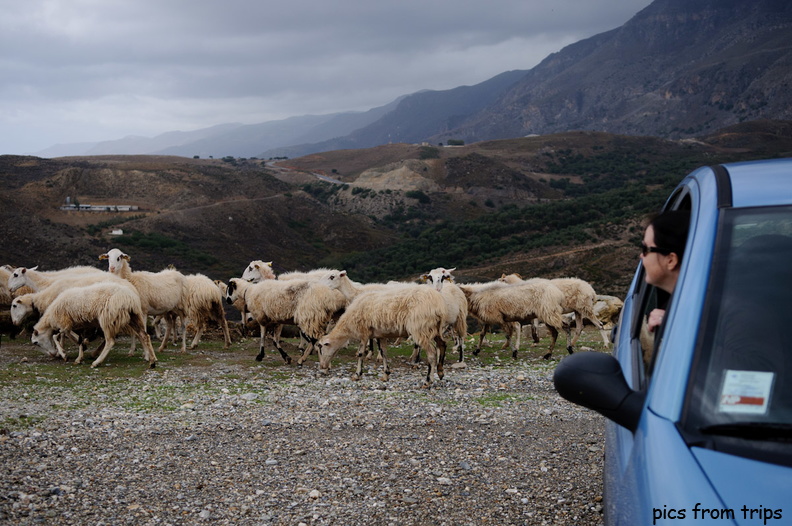 Meghan checking out the sheep2010d17c067.jpg